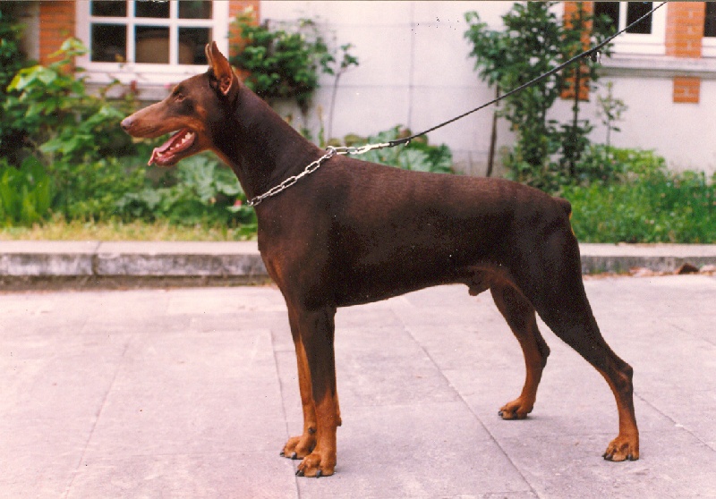 CH. Boy dit balk Du caire de la prairie