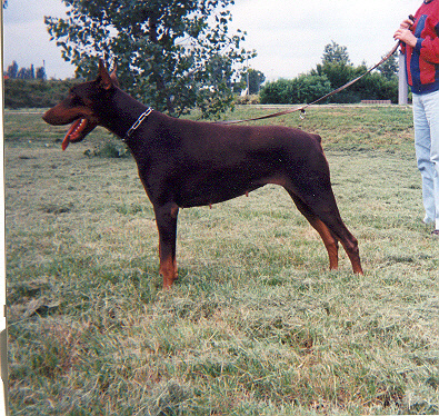 CH. Havane Du caire de la prairie