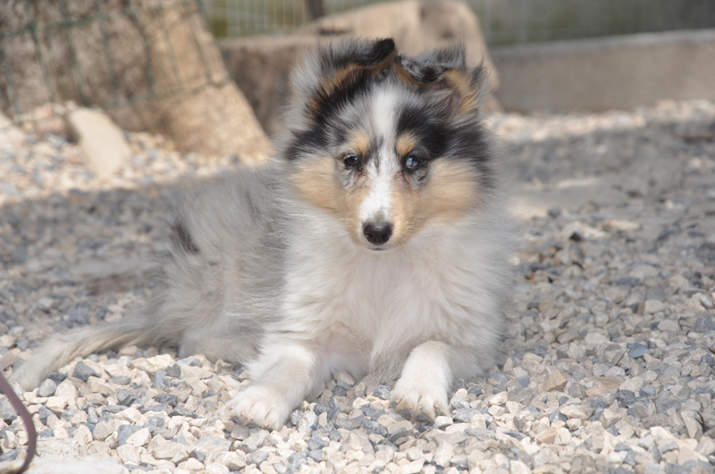 Gracy lovely blue des Romarins de Mayerling