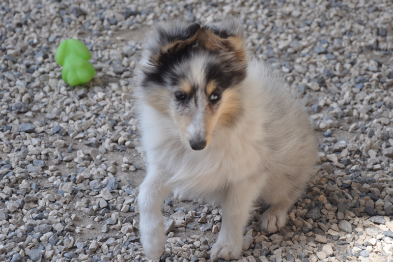 Gracy lovely blue des Romarins de Mayerling