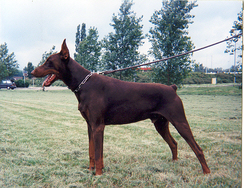 CH. Hapax dit hapache Du caire de la prairie