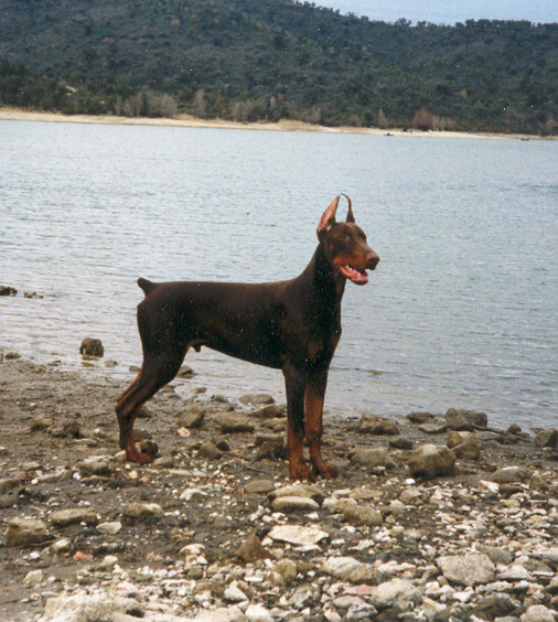 Thyam Du caire de la prairie