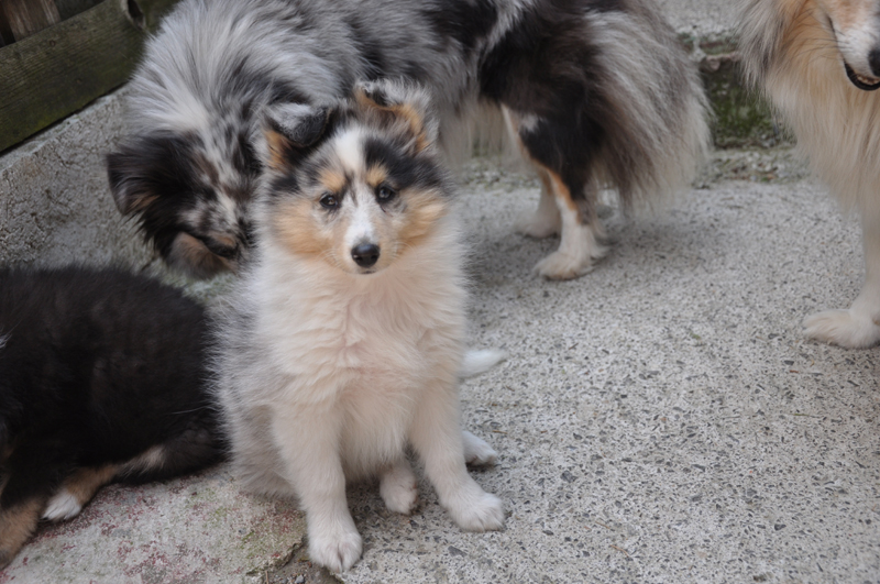 Gracy lovely blue des Romarins de Mayerling