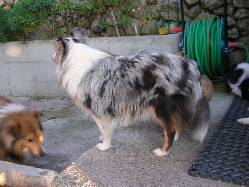 Balou Blue Of Connemara's Highlands