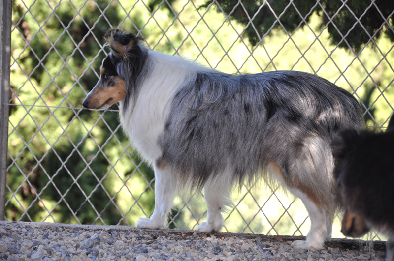 Gracy lovely blue des Romarins de Mayerling