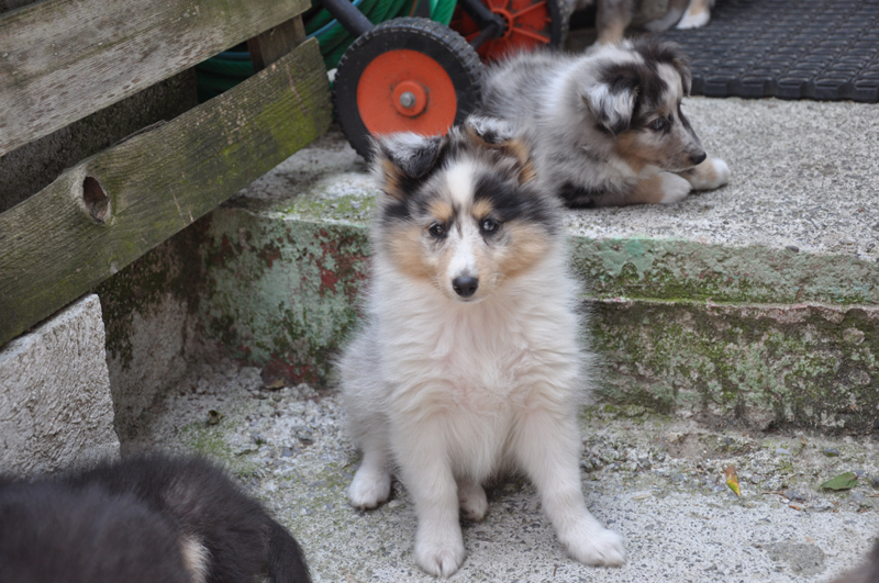 Gracy lovely blue des Romarins de Mayerling