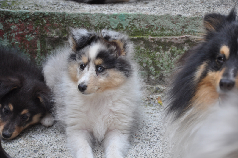 Gracy lovely blue des Romarins de Mayerling