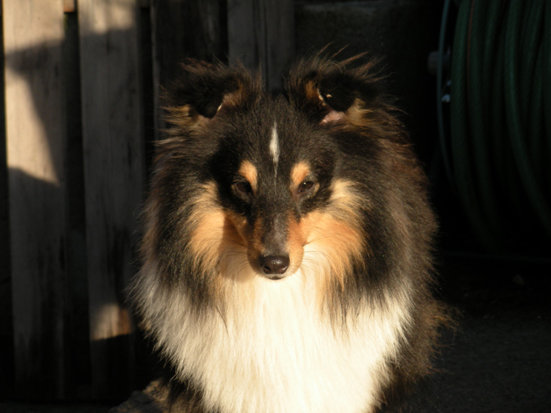 Silver dream I feel good