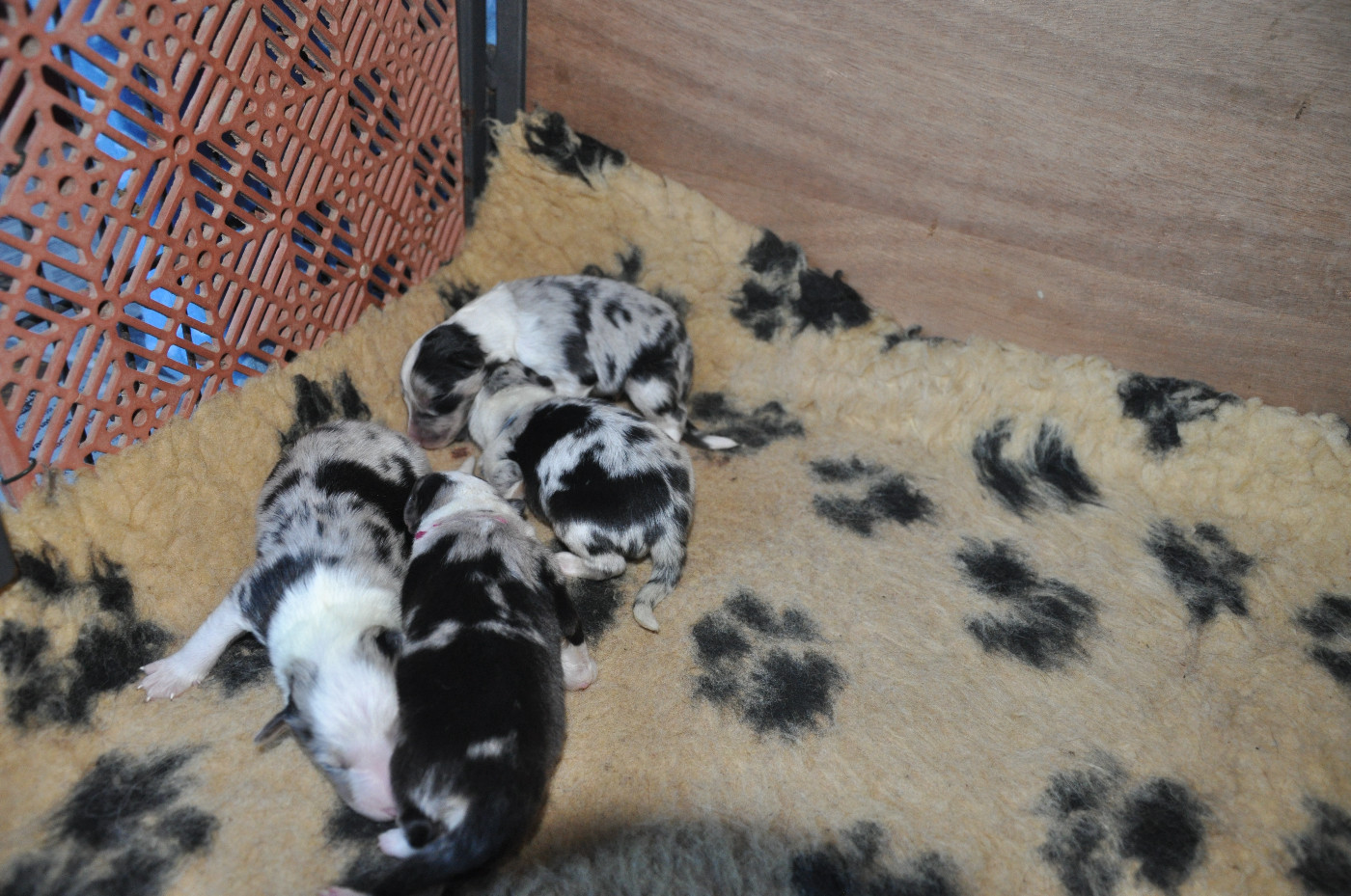 Du caire de la prairie - Shetland Sheepdog - Portée née le 08/12/2025