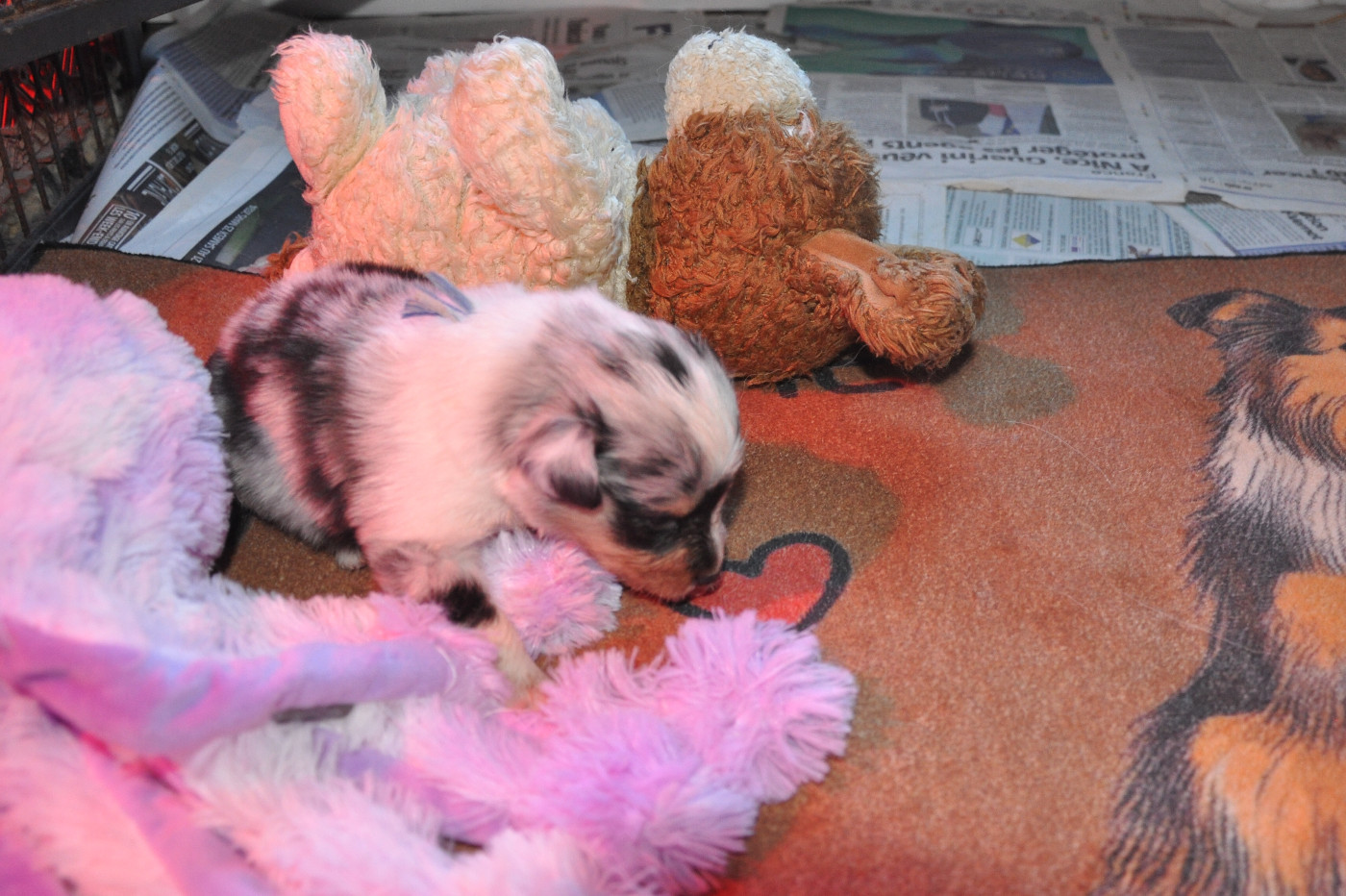 Du caire de la prairie - Chiots disponibles - Shetland Sheepdog