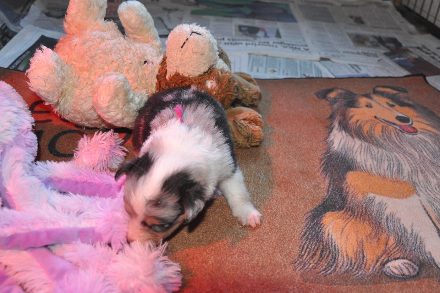 Du caire de la prairie - Chiots disponibles - Shetland Sheepdog