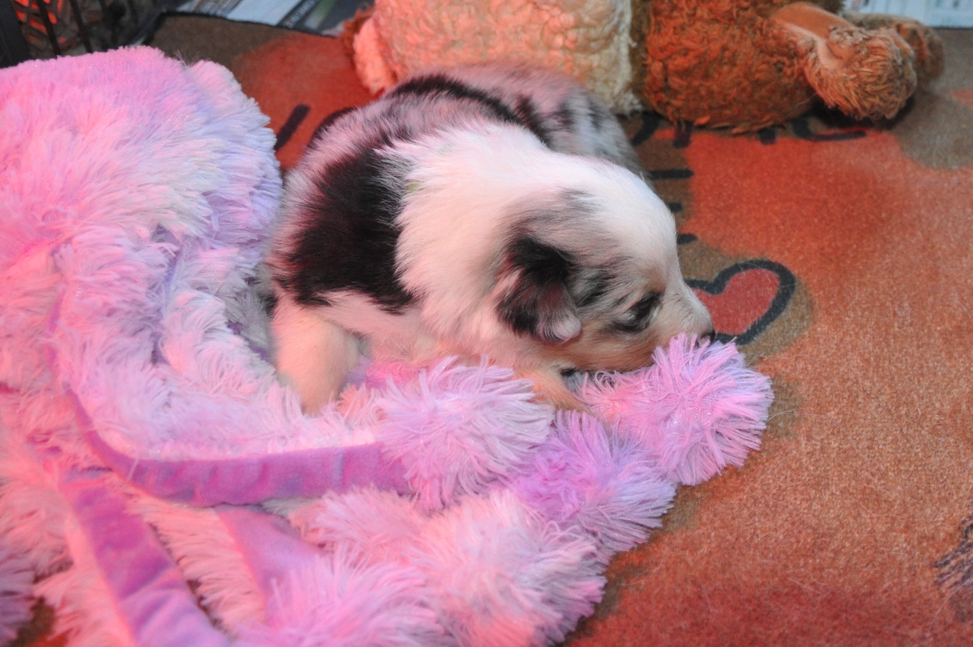 Du caire de la prairie - Chiots disponibles - Shetland Sheepdog