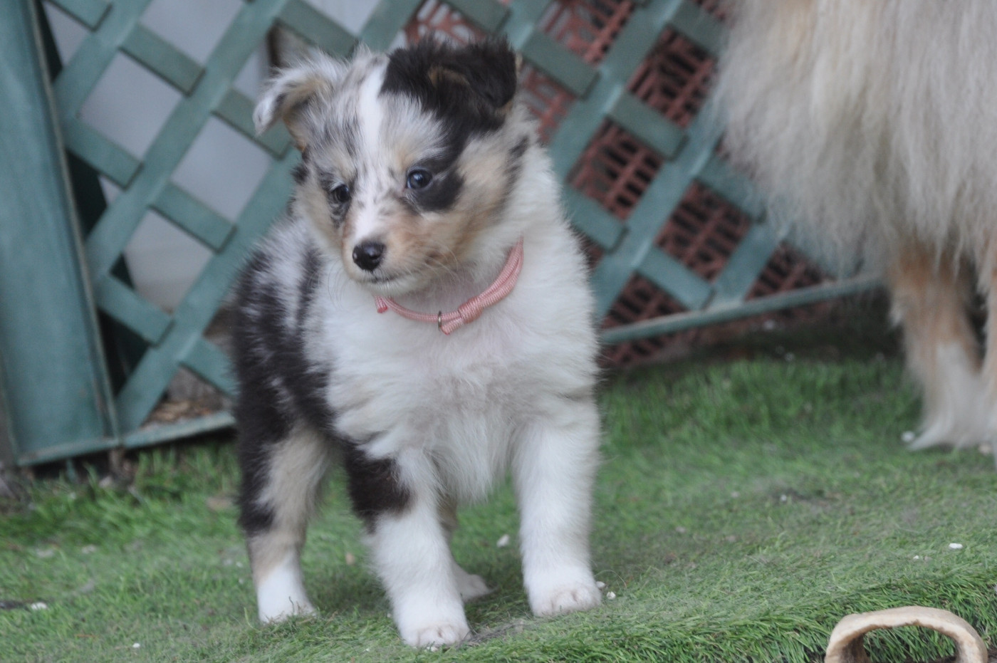 Du caire de la prairie - Chiots disponibles - Shetland Sheepdog