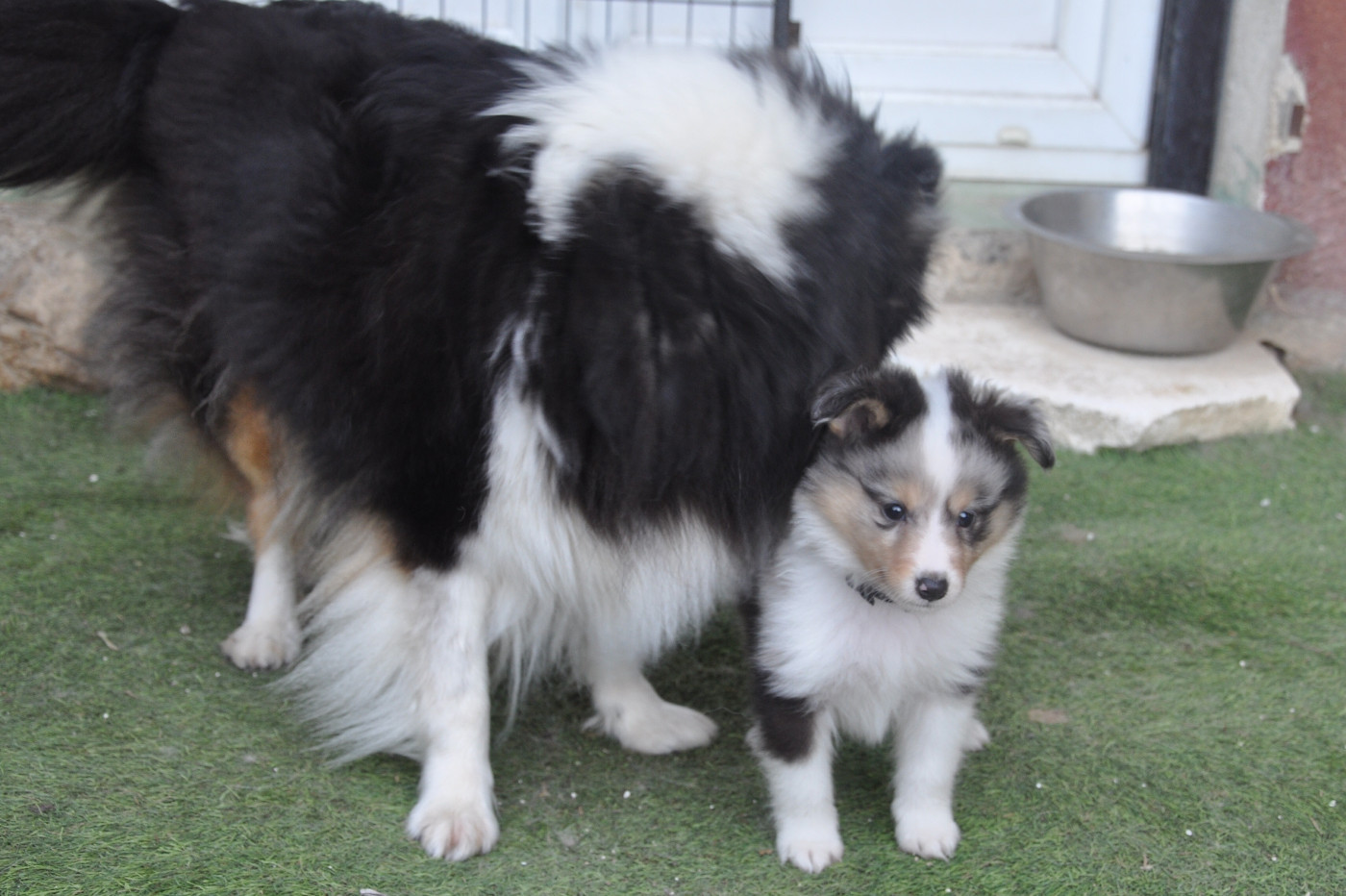 Du caire de la prairie - Chiots disponibles - Shetland Sheepdog