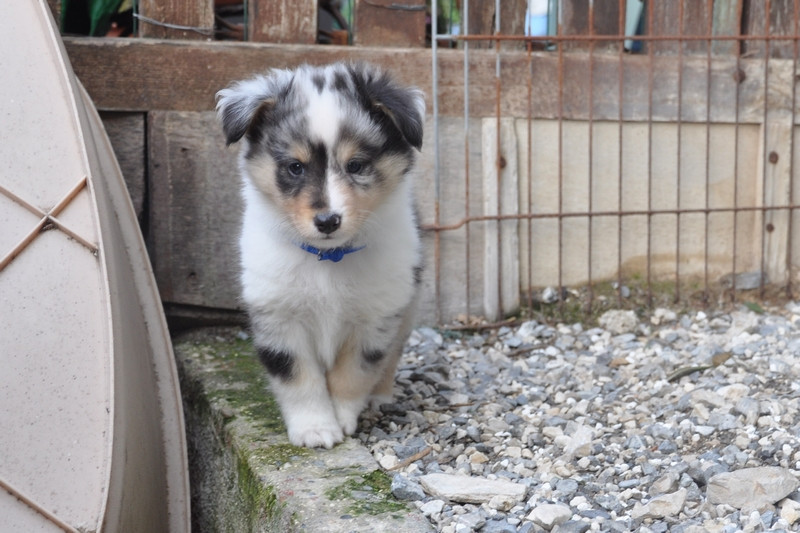 Du caire de la prairie - Chiots disponibles - Shetland Sheepdog
