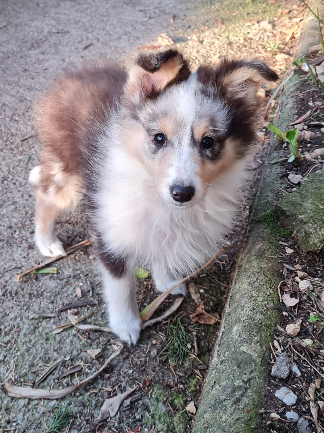 Du caire de la prairie - Chiots disponibles - Shetland Sheepdog