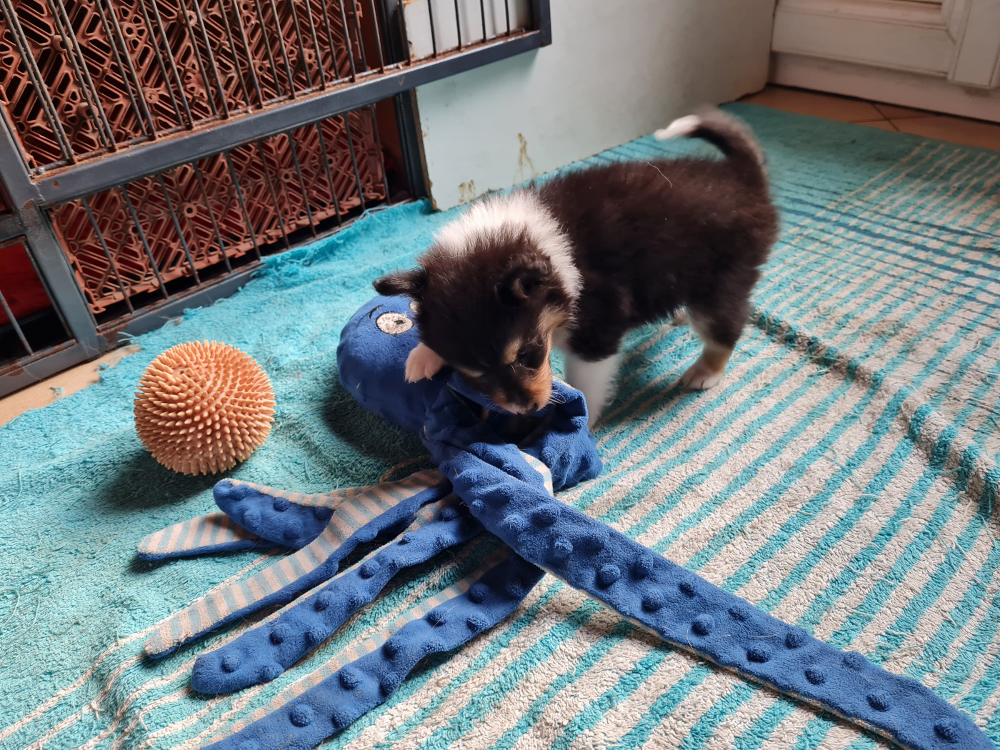 Du caire de la prairie - Chiots disponibles - Shetland Sheepdog