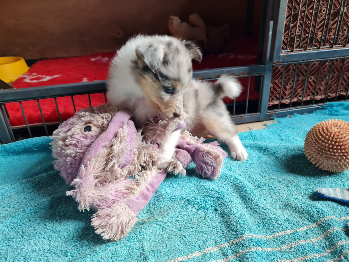 Du caire de la prairie - Chiots disponibles - Shetland Sheepdog