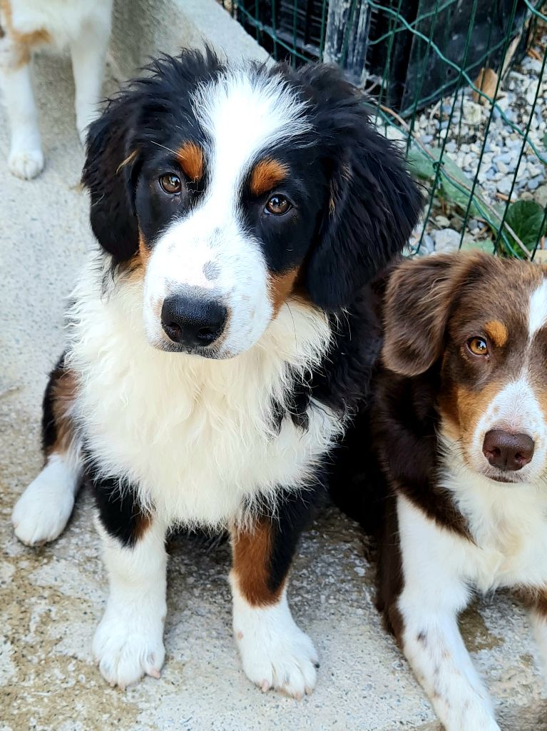 Du caire de la prairie - Chiots disponibles - Berger Américain Miniature 